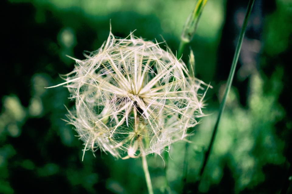 Green dandelion