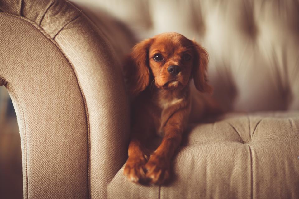 dog on couch